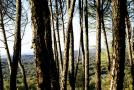 Pinares